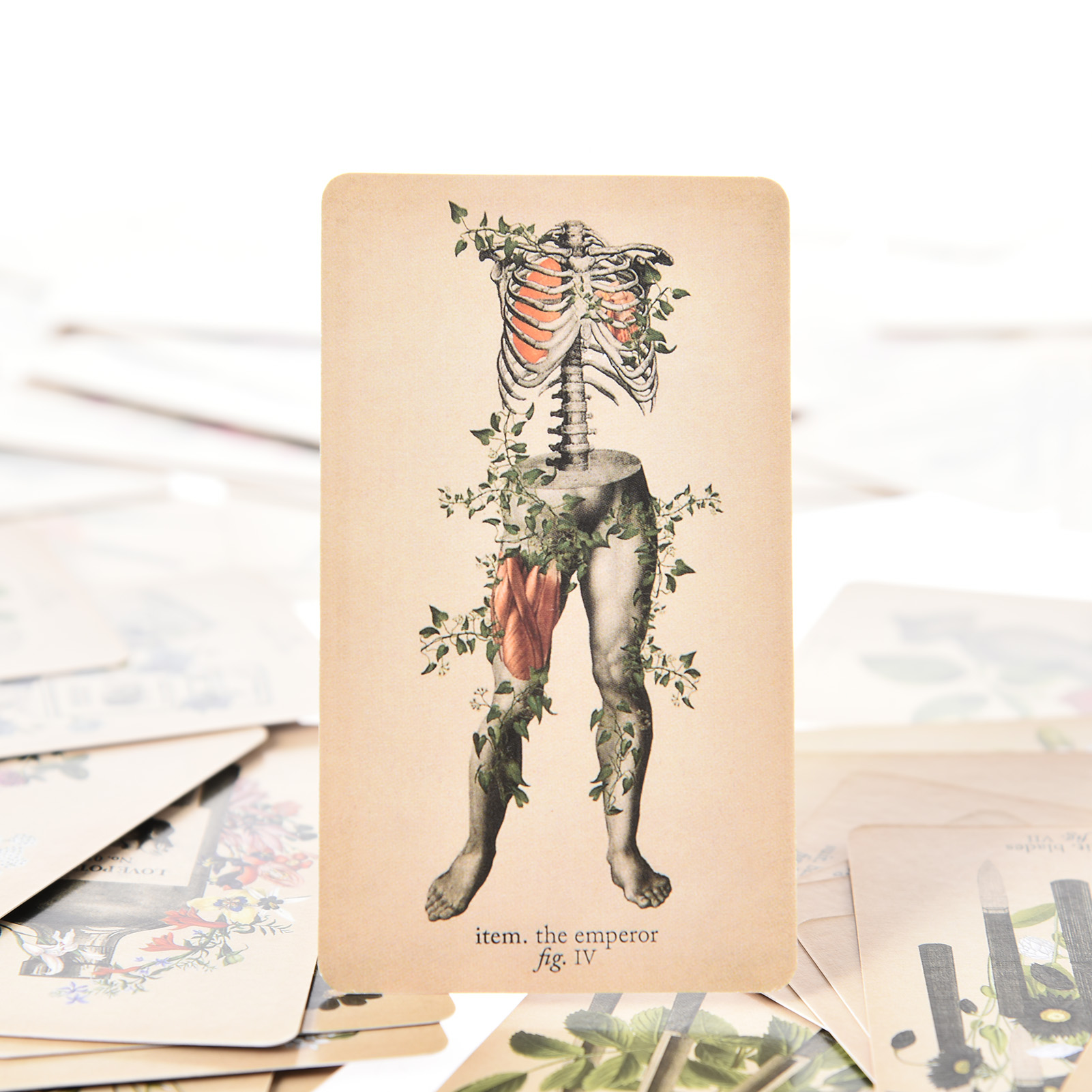بطاقات تاروت التشريح العتيق -  - مراجعة Tarot Cards Deck With Guidebook وسعره